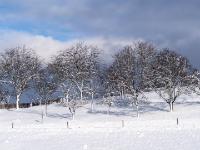 Verschneite Obstbaum Gruppe neben dem Seiserhof